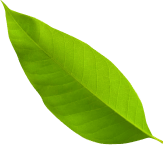 hoja komte